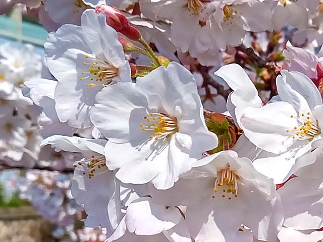 f:id:katekobe:20200407075503j:plain