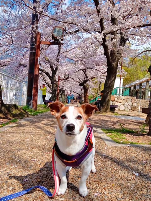 f:id:katekobe:20200407075648j:plain