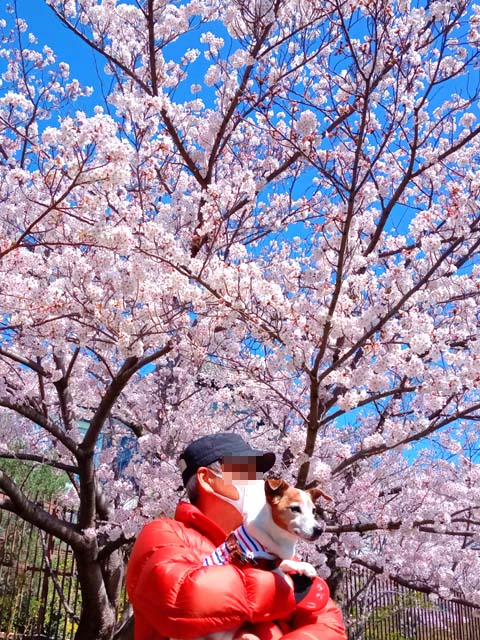 f:id:katekobe:20200409080440j:plain