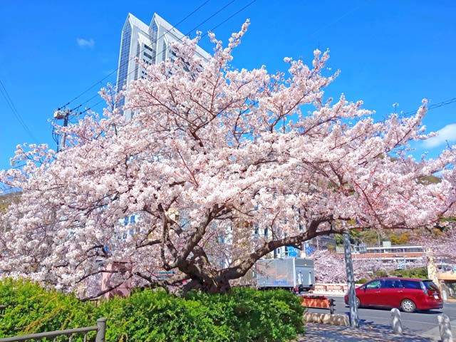 f:id:katekobe:20200413063411j:plain