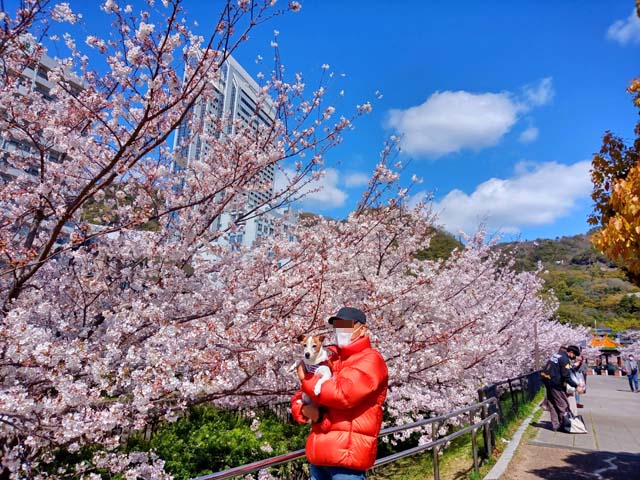 f:id:katekobe:20200413063857j:plain