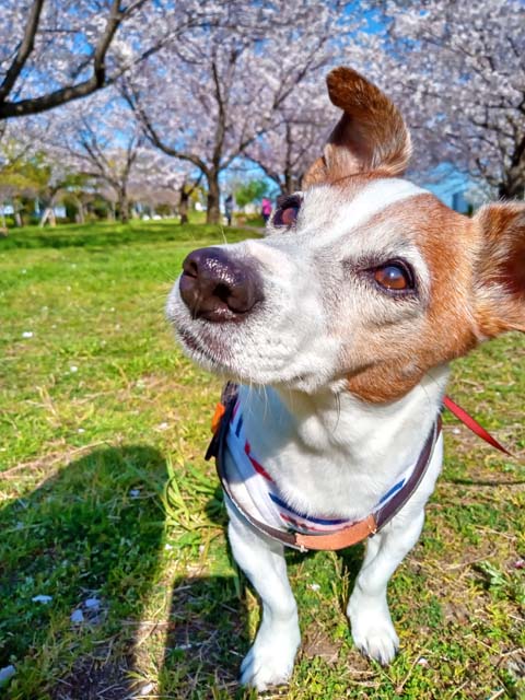 f:id:katekobe:20200414060542j:plain