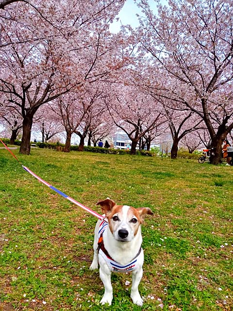 f:id:katekobe:20200414060813j:plain