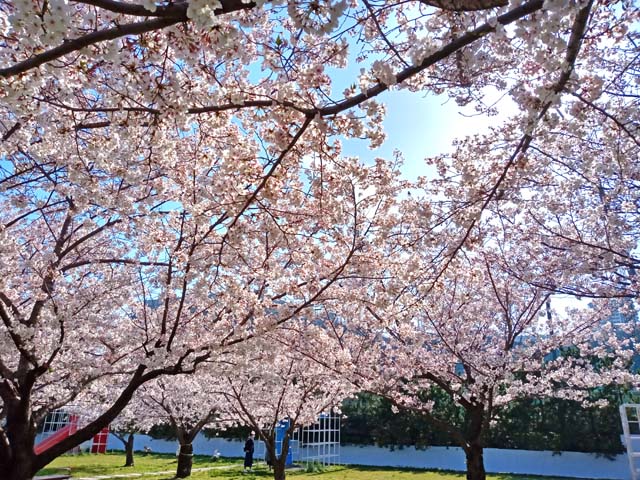 f:id:katekobe:20200414060857j:plain