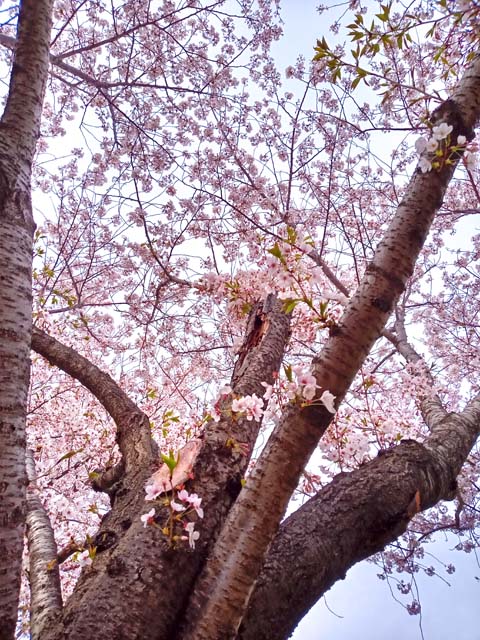 f:id:katekobe:20200414060905j:plain