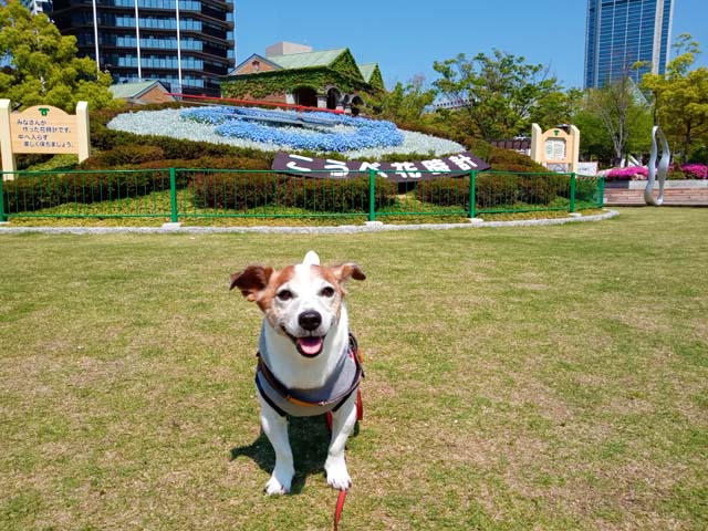 f:id:katekobe:20200430103603j:plain