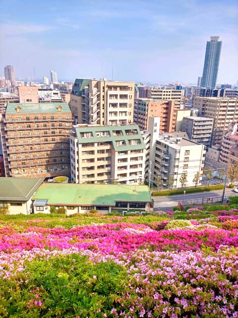 f:id:katekobe:20200504135551j:plain
