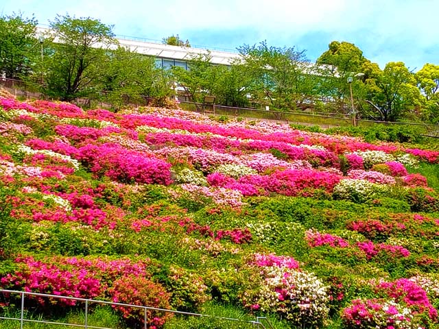 f:id:katekobe:20200504135824j:plain
