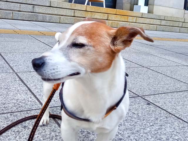 f:id:katekobe:20200508064435j:plain