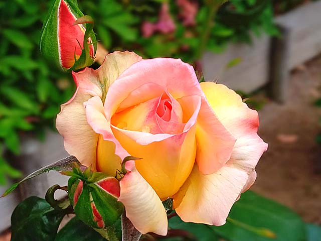 f:id:katekobe:20200511072403j:plain