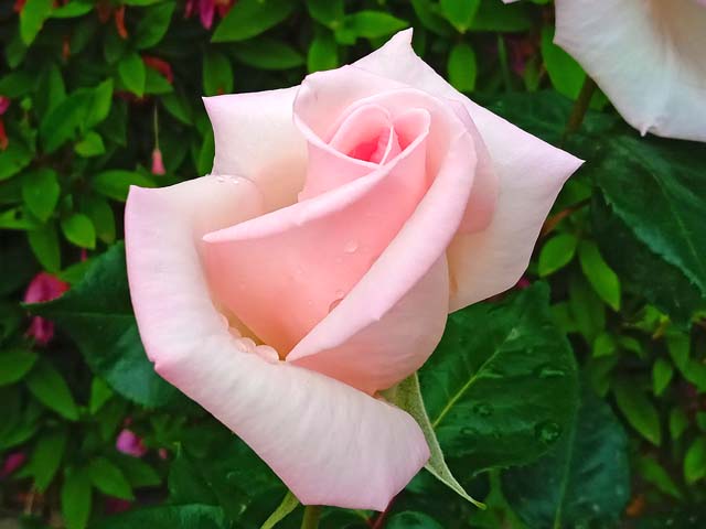 f:id:katekobe:20200511072417j:plain