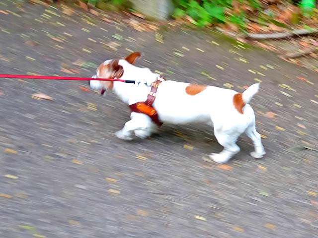 f:id:katekobe:20200529103001j:plain