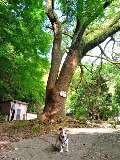f:id:katekobe:20200529103239j:plain