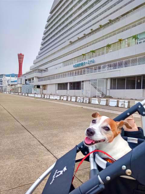 f:id:katekobe:20200607084922j:plain