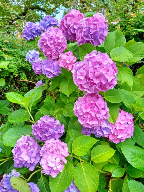f:id:katekobe:20200622083613j:plain
