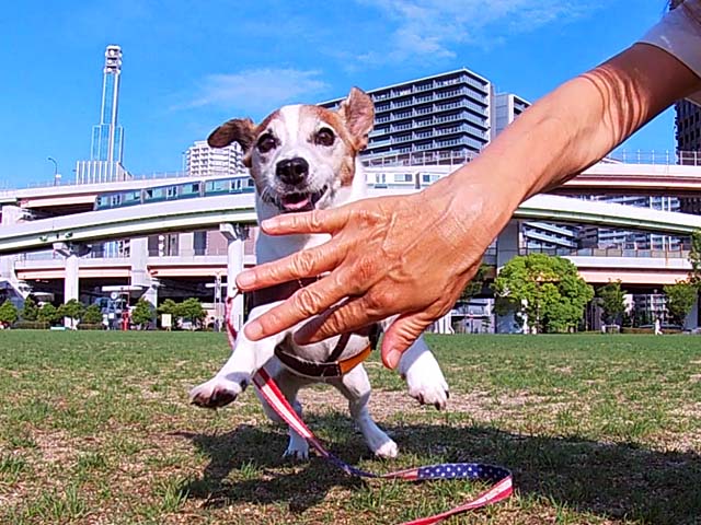 f:id:katekobe:20200626052253j:plain