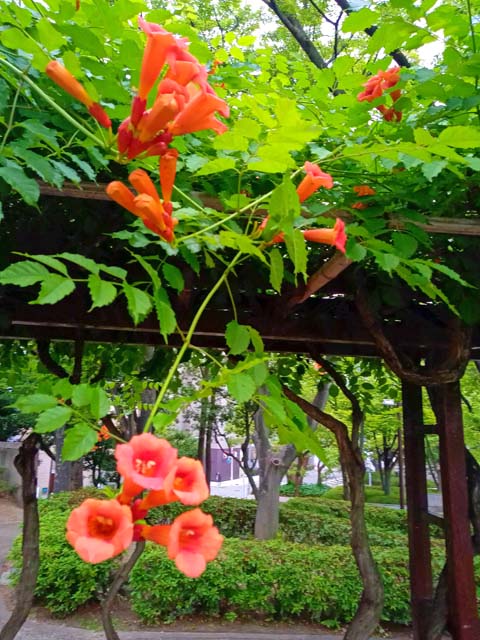 f:id:katekobe:20200628062751j:plain