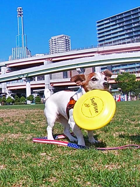 f:id:katekobe:20200630074823j:plain
