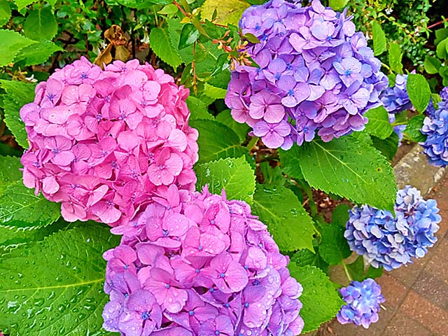 f:id:katekobe:20200701100541j:plain
