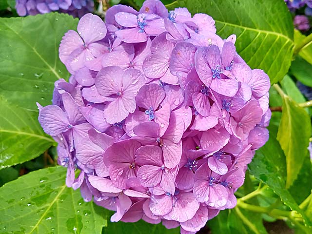 f:id:katekobe:20200701100556j:plain