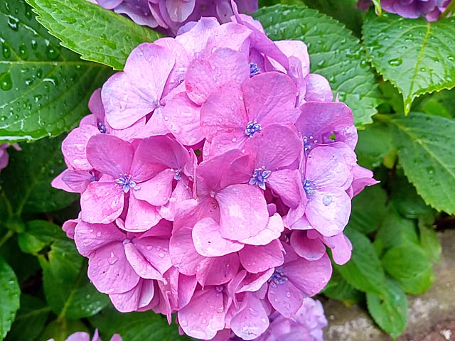 f:id:katekobe:20200701100604j:plain