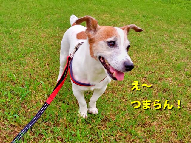 f:id:katekobe:20200802085107j:plain
