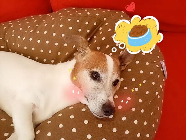f:id:katekobe:20200807053750j:plain