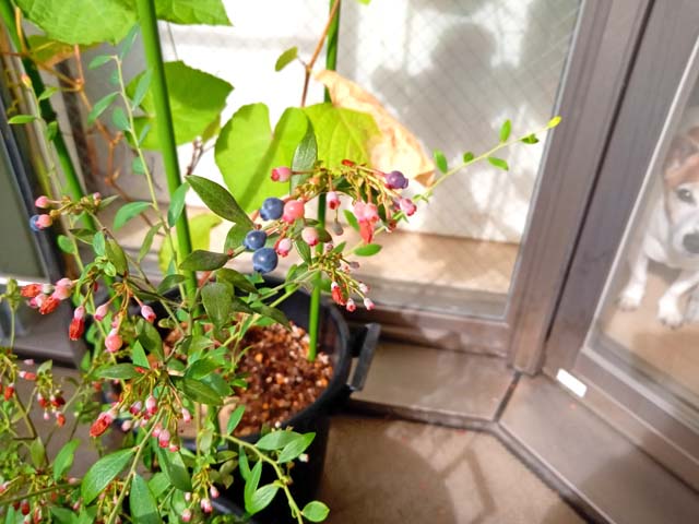 f:id:katekobe:20201003150742j:plain