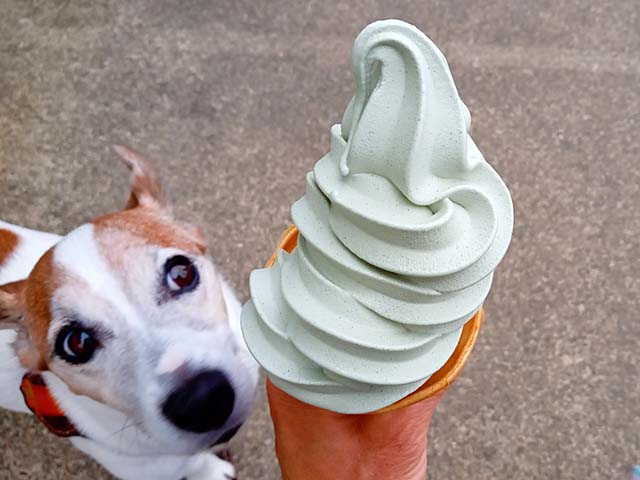 f:id:katekobe:20201014140140j:plain