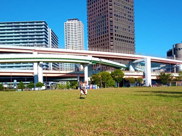 f:id:katekobe:20201023062614j:plain