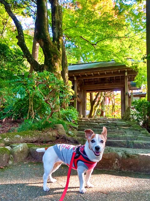f:id:katekobe:20201103074355j:plain