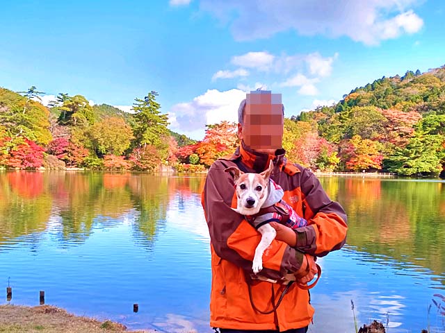 f:id:katekobe:20201115074916j:plain