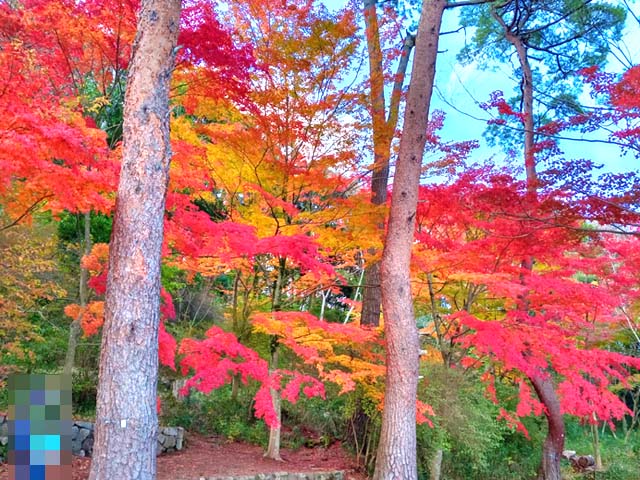 f:id:katekobe:20201115075306j:plain