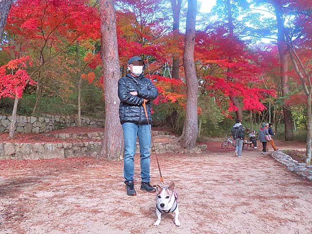 f:id:katekobe:20201115075407j:plain