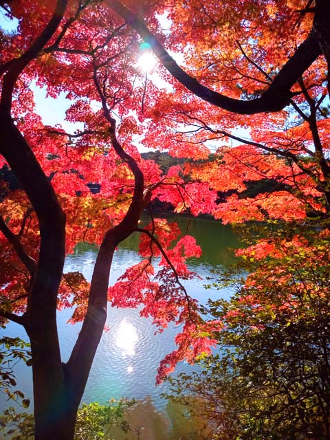 f:id:katekobe:20201115075531j:plain