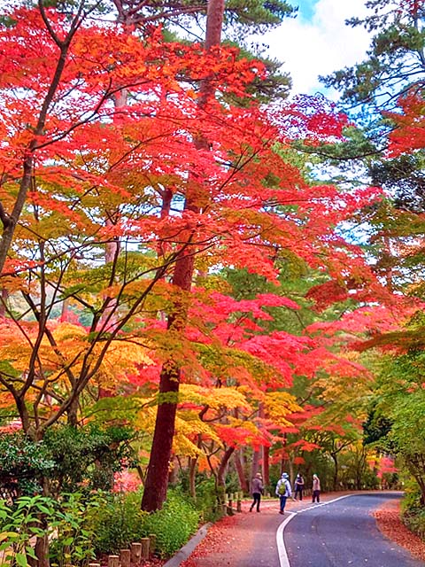 f:id:katekobe:20201115075552j:plain
