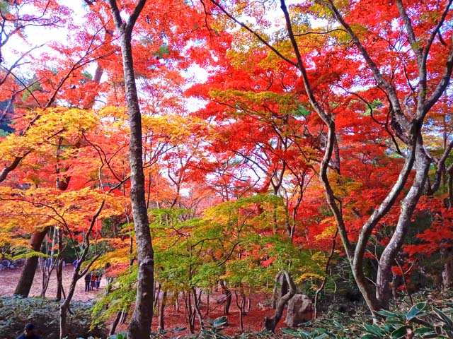 f:id:katekobe:20201117070916j:plain