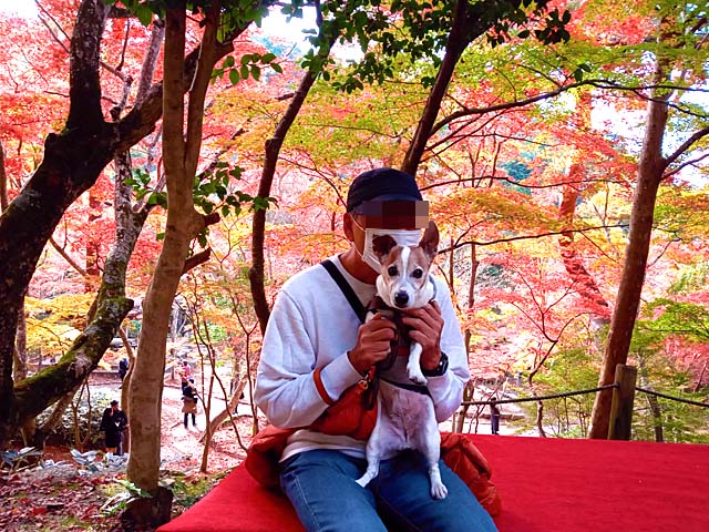 f:id:katekobe:20201117071024j:plain