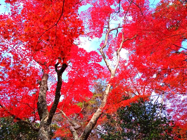 f:id:katekobe:20201117071234j:plain