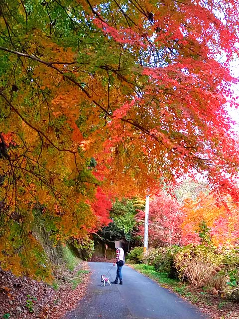 f:id:katekobe:20201124070815j:plain