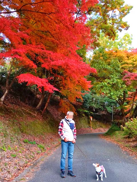 f:id:katekobe:20201124070921j:plain