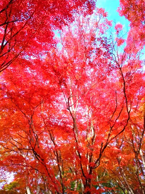 f:id:katekobe:20201124071054j:plain