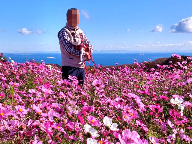 f:id:katekobe:20201210065456j:plain