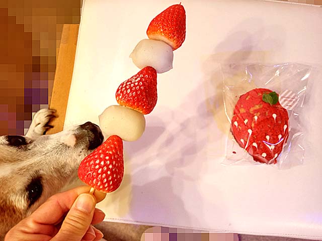 f:id:katekobe:20201219073551j:plain