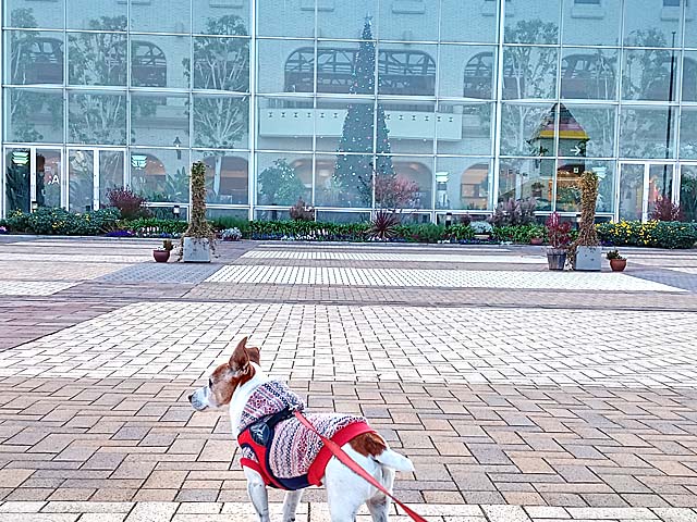 f:id:katekobe:20201219075514j:plain