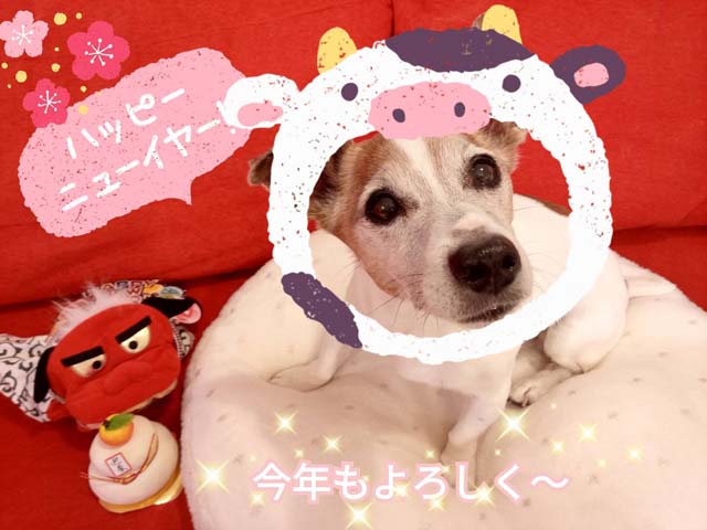 f:id:katekobe:20210101061511j:plain
