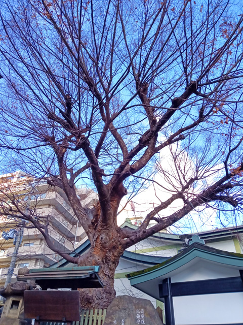 f:id:katekobe:20210102073116j:plain