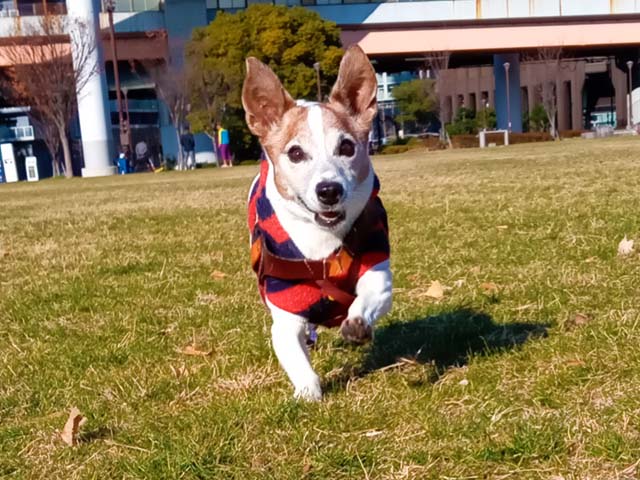 f:id:katekobe:20210104072148j:plain