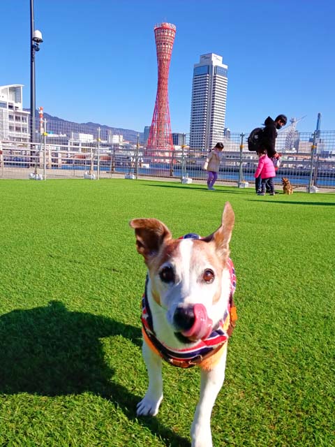 f:id:katekobe:20210111075129j:plain