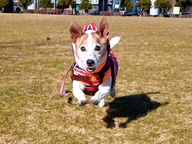 f:id:katekobe:20210115064338j:plain